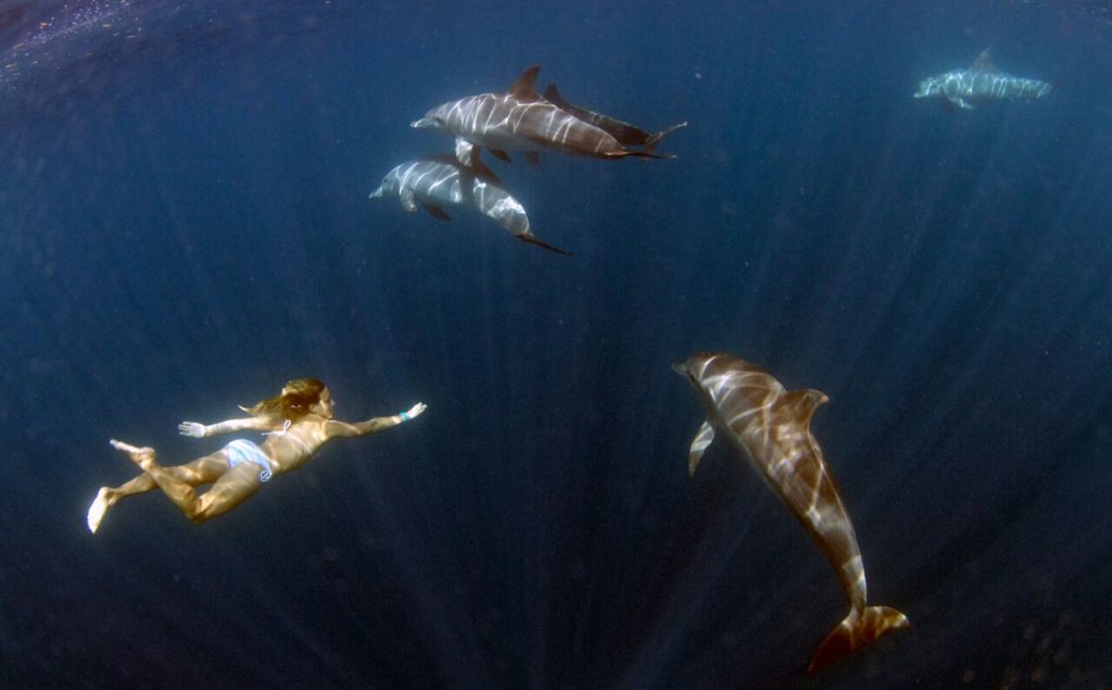 Dolphins-Mauritius