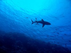 Shark-Mauritius-dive