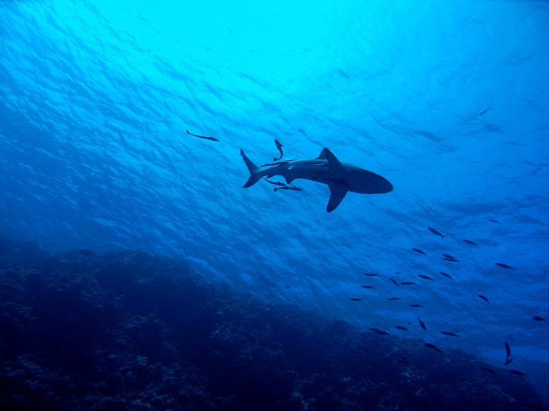 Shark-Mauritius-dive