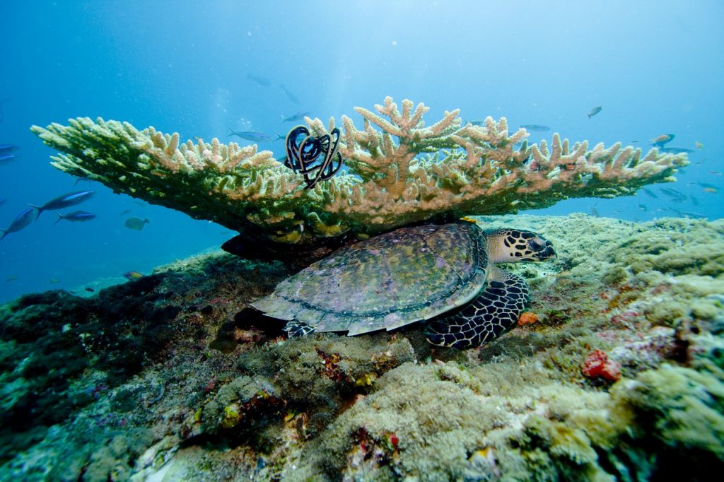 coral-dive-maldives