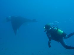dive-manta-maldives
