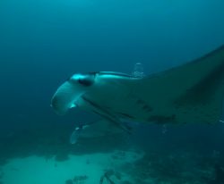 maldives-dive