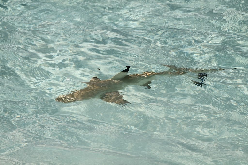 maldives-shark-dive