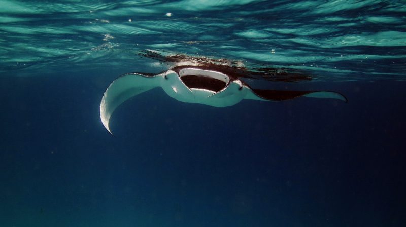 manta-maldives-diving