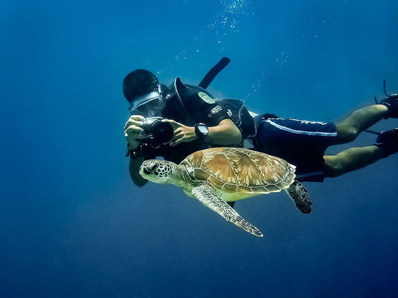 turtle-dive-mauritius