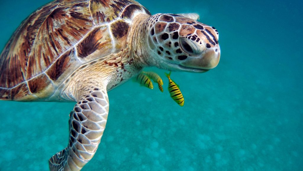 turtle-maldives-dive