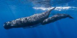 whale-mauritius-dive