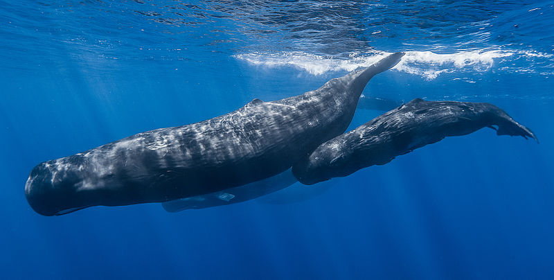whale-mauritius-dive