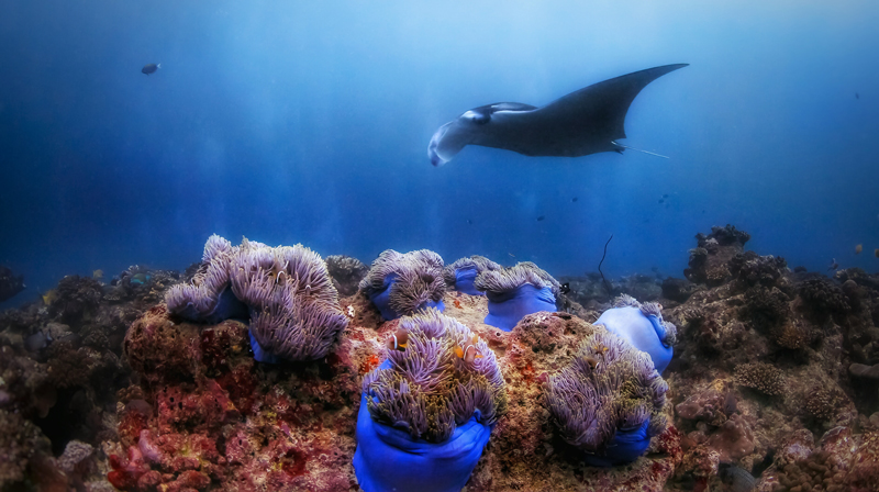 Manta-Ray-Maldives