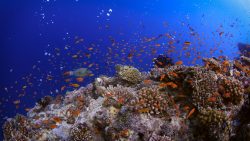 Carpe-Diem-Dive-shallow-reef