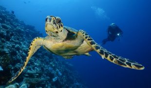 Carpe-Diem-diver-turtle