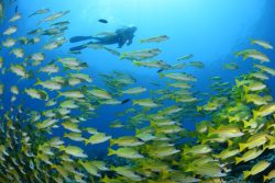 Diver-snapper-Maldives