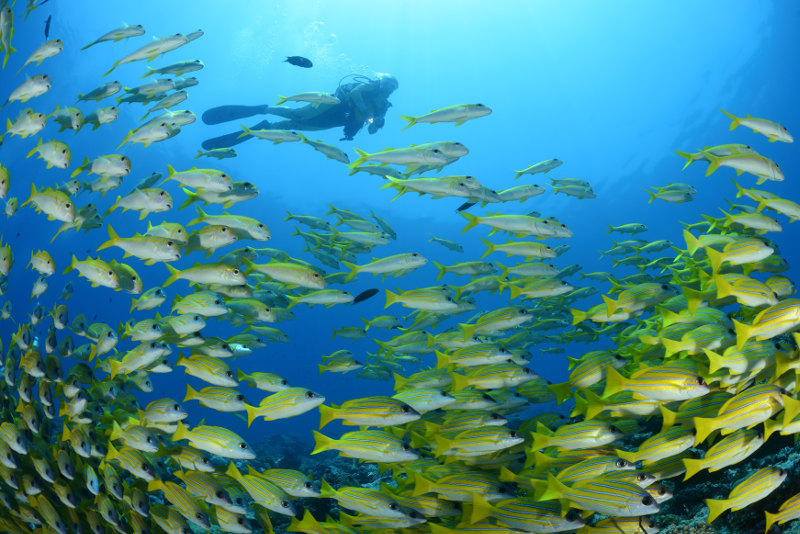 Diver-snapper-Maldives