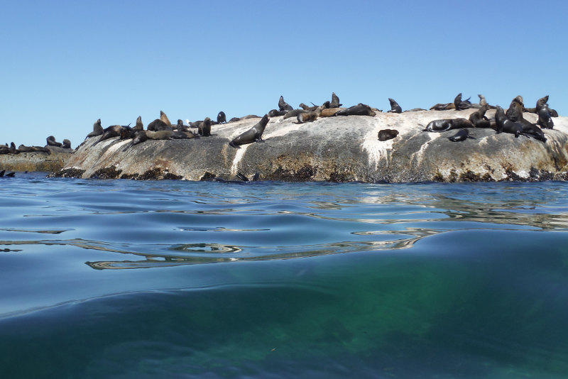 Dyer-Island-Cape-Town