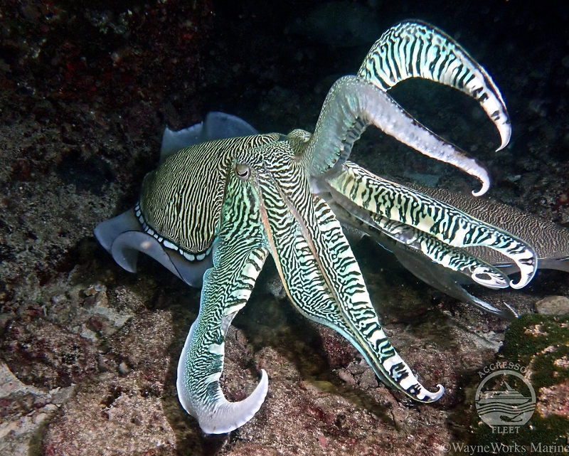 Oman-aggressor-cuttlefish