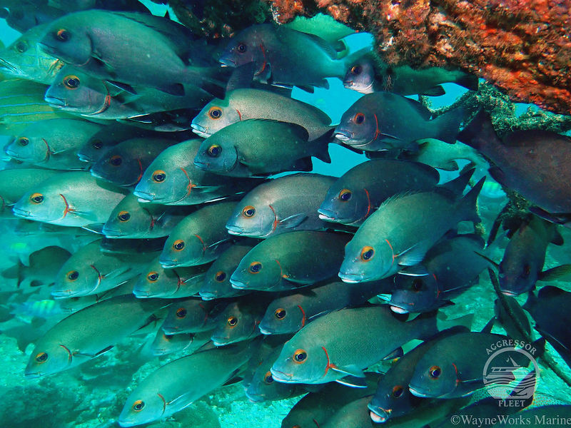 Oman-aggressor-fish-school