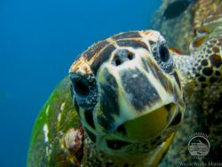 Oman-aggressor-turtle