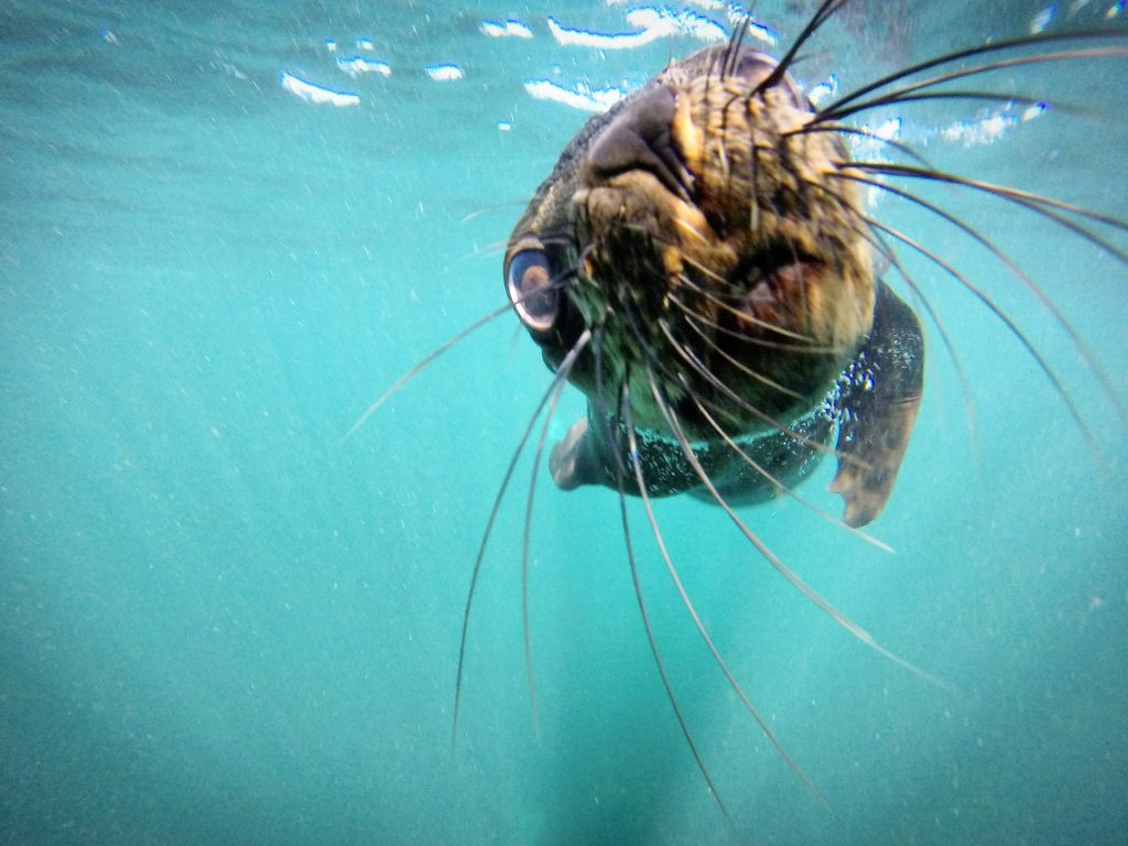 Seal-pup-Snorkel-Cape-Town