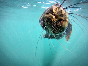 Seal-pup-Snorkel-Cape-Town