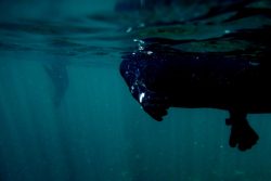 Seal-snorkel-cape-town