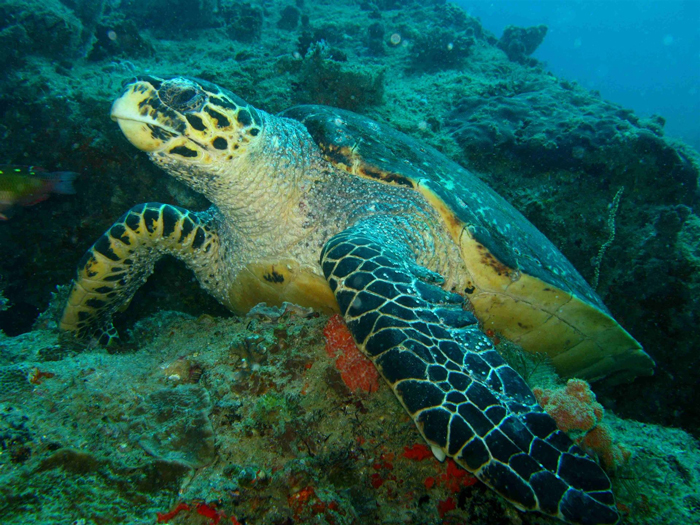 azura-benguerra-hawksbill-turtle