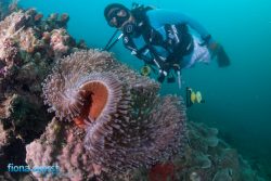 diving-mozambique