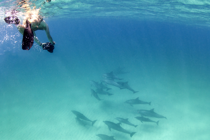 dolphins-mozambique