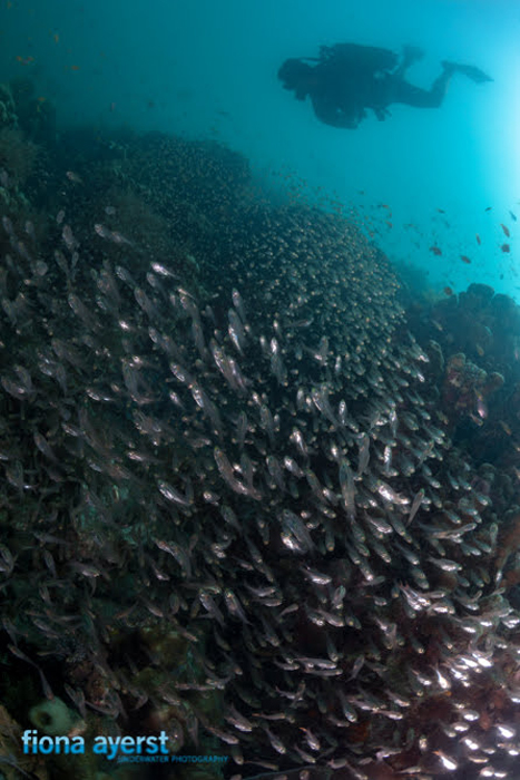 mozambique-diving