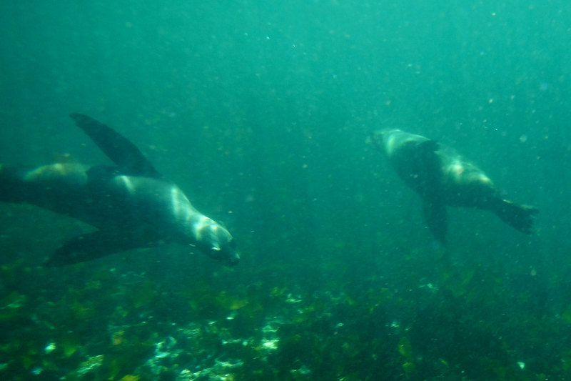 seal-cape-town