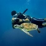turtle-dive-mauritius