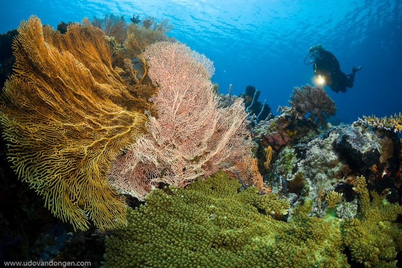 dive-bali-reef