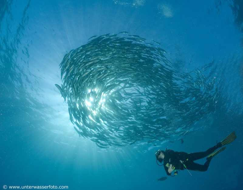 diver-indonesia-shoal