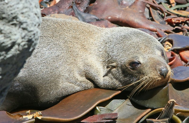 fur-seal-cape-town