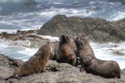 fur-seal-dyer-island