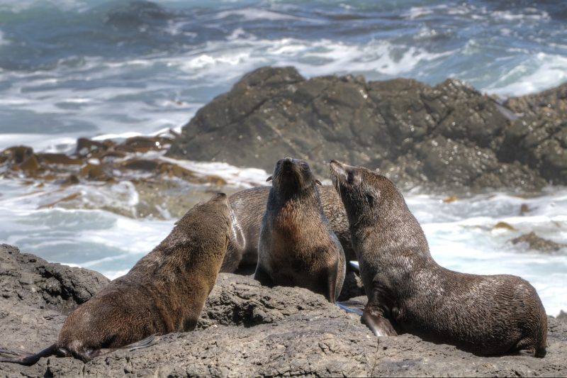 fur-seal-dyer-island