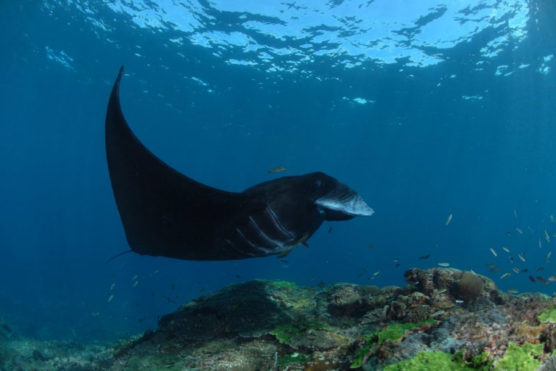 manta-dive-bali