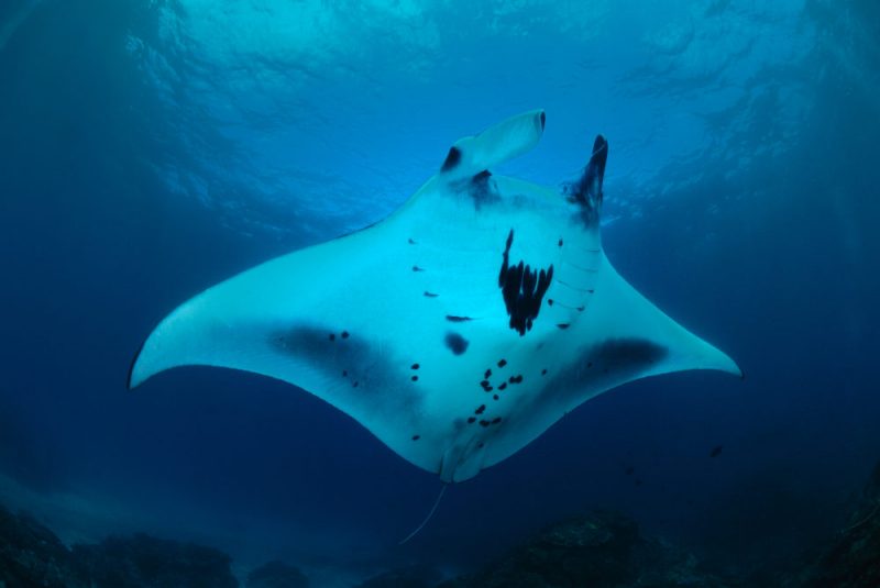 manta-indonesia-dive