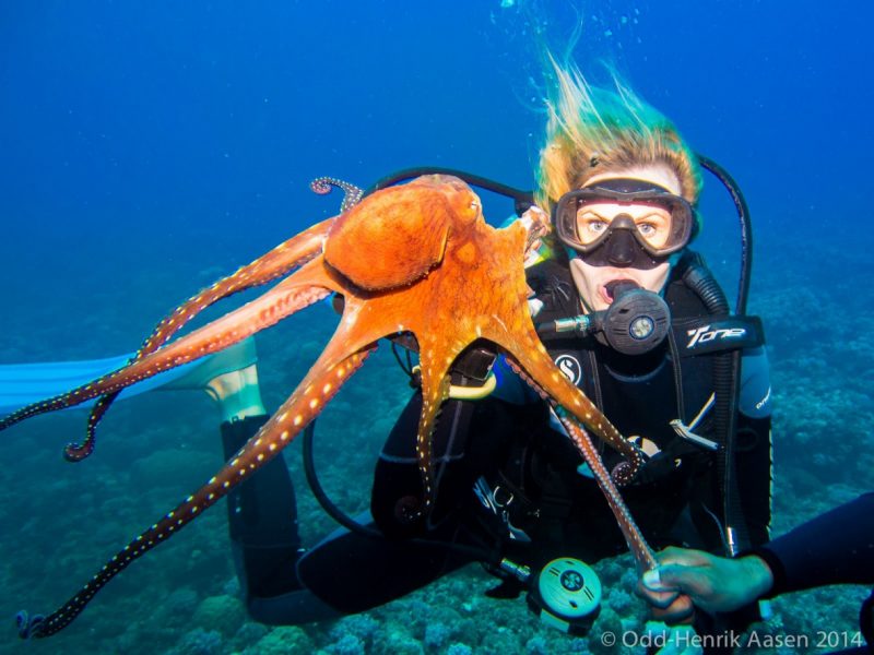 pro-diver-mauritius