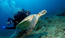 diver-mauritius