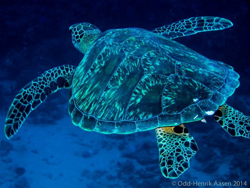turtle-mauritius