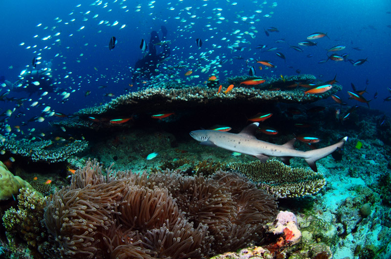 Maldives-Reef-shark
