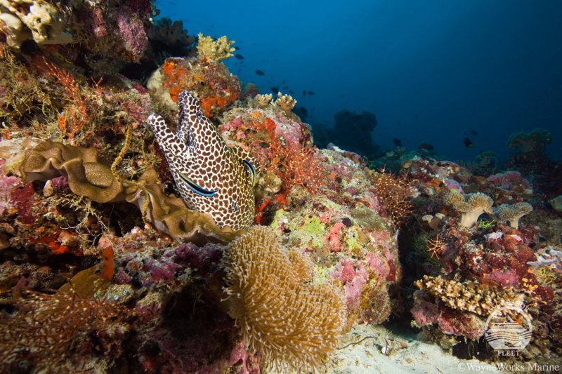 Maldives-Underwater