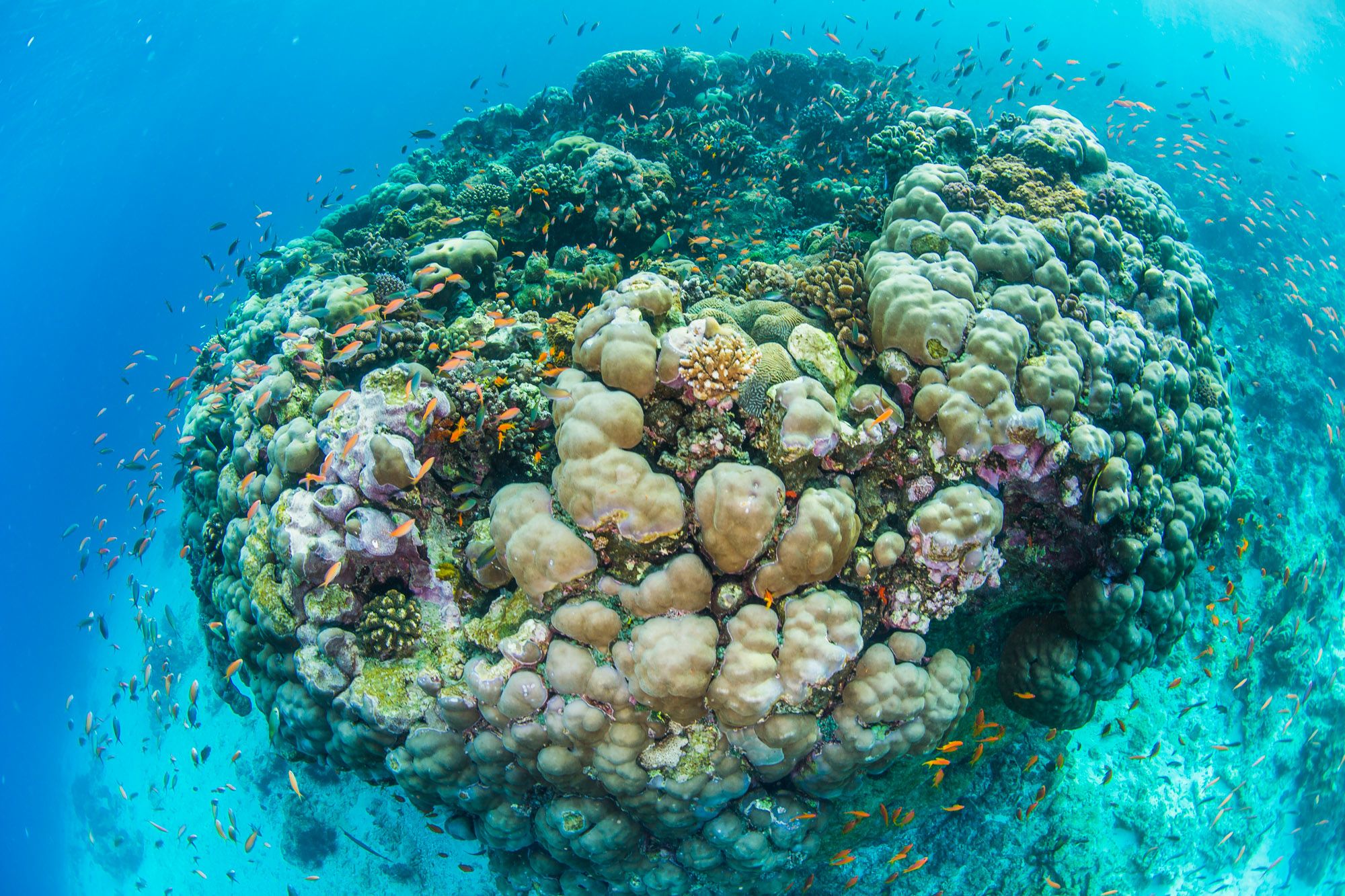 diving-pemba