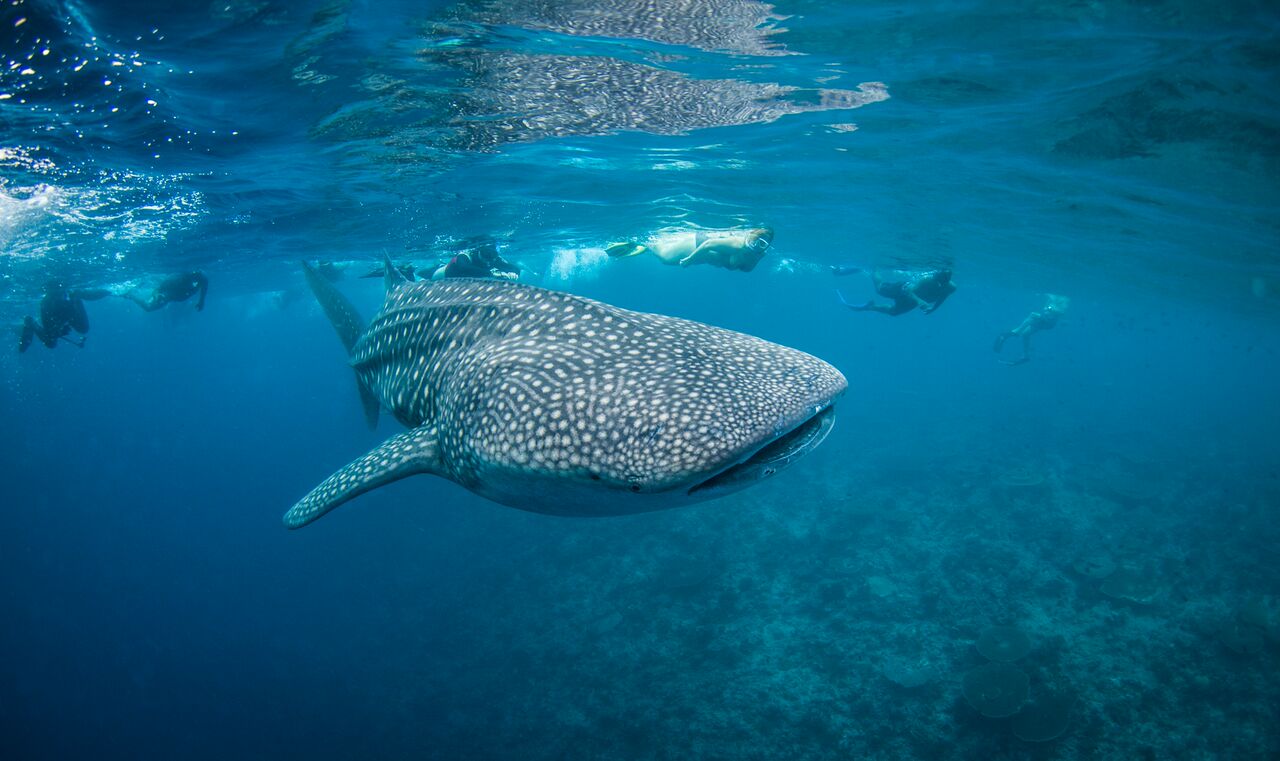 scubaspa-whale-shark