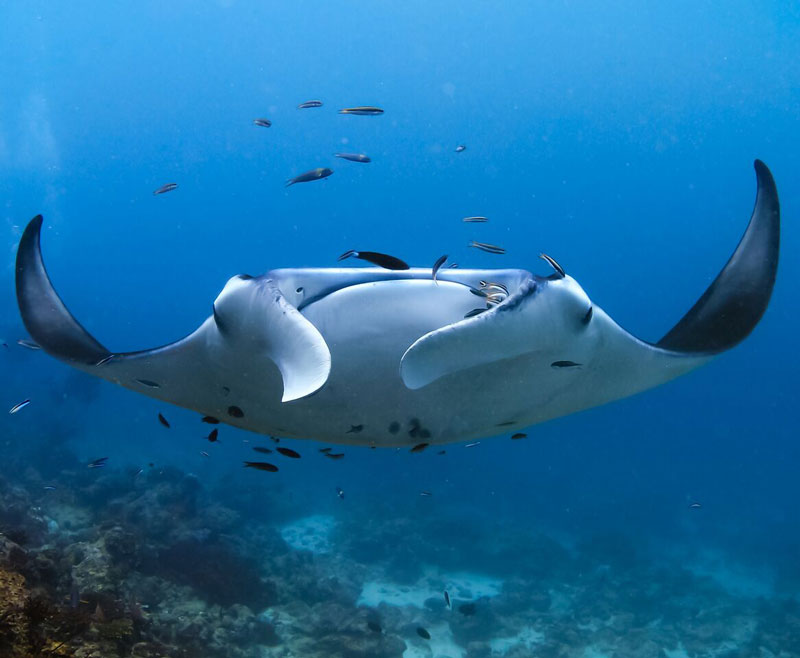 Manta-Ray-in-The-Maldives