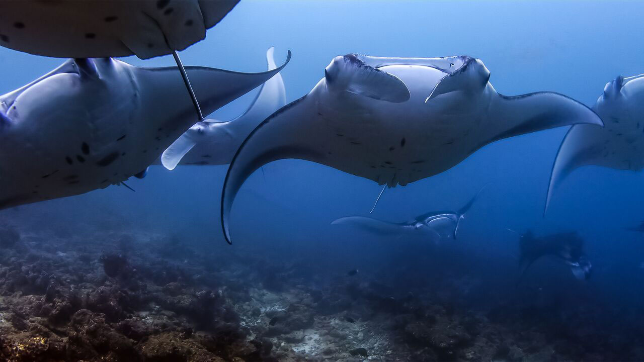 Manta-Rays-with-Carpe-Diem-Cruises