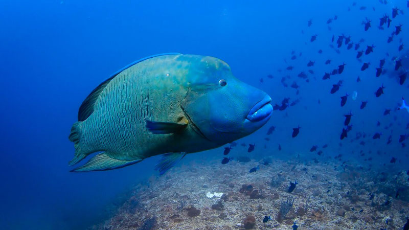 Napoleon-Wrasse