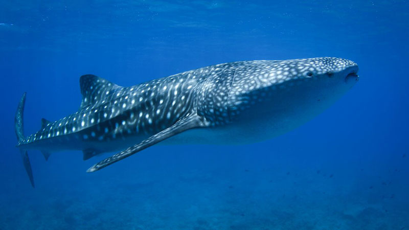 Whaleshark-full-length-in-The-Maldives