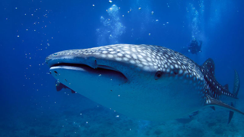 Whaleshark-with-diver