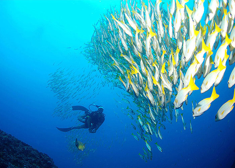 cape-verde-dive